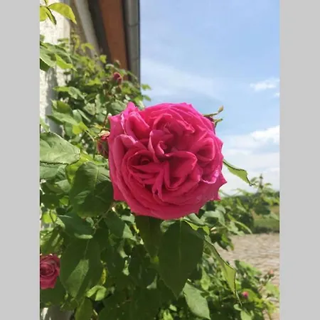 Elegantes Haus Im Dresdner Sueden *